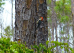 Red Bellied Woodpecker